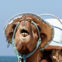 Portrait de camelabdel