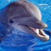 Portrait de loopalumba