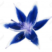 Portrait de Delpuech