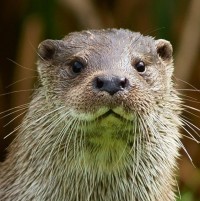 Portrait de Indian Song