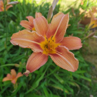 Thiara621